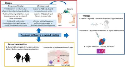 Current research on fungi in chronic wounds